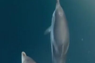 2.5 Hours Sunset Boat Tour in Search of Dolphins - Giardini Naxos to Isola Bella: The First Leg of the Cruise