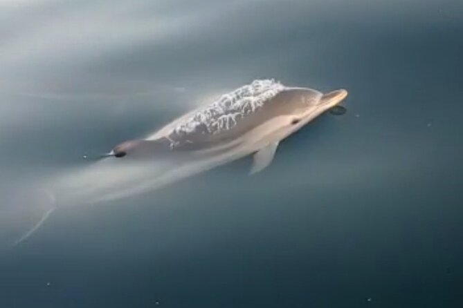 2.5 Hours Sunset Boat Tour in Search of Dolphins - The Sunset Return With Etna: Why Timing Matters