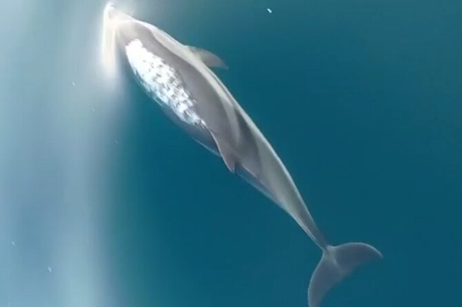 2.5 Hours Sunset Boat Tour in Search of Dolphins - Weather, Sea Conditions, and the Dolphin Lottery