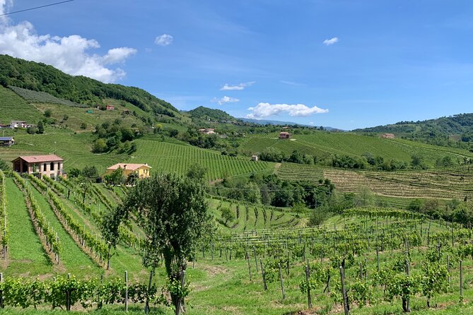 A Sparkling Day in the Prosecco Hills from Venice - Conegliano second winery: DOCG Prosecco and ancient-vine tastings