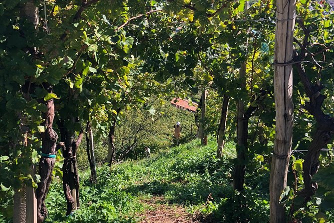A Sparkling Day in the Prosecco Hills from Venice - What the price really covers (and where value shows up)