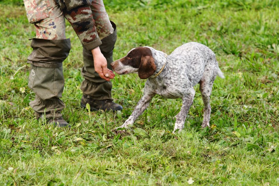 Alba: Truffle Hunting with Cheese, Truffle, & Wine Tastings - Truffle hunting near Monforte d’Alba: what the woods experience really feels like