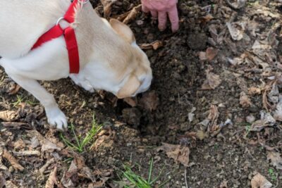 Alba: Truffle Hunting with Cheese, Truffle, & Wine Tastings - Meet the Trifolao and the trained dogs: how the hunt is guided