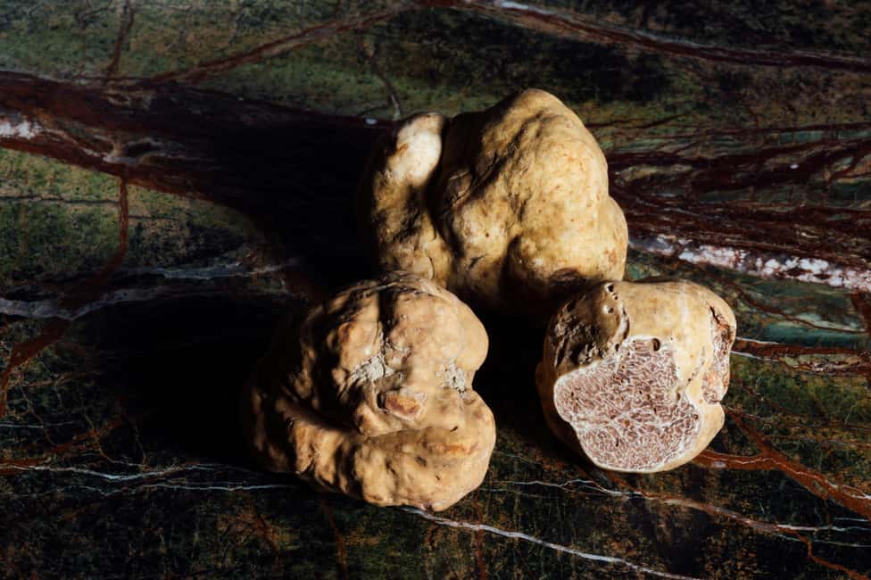 Alba: Truffle Hunting with Cheese, Truffle, & Wine Tastings - FAQ