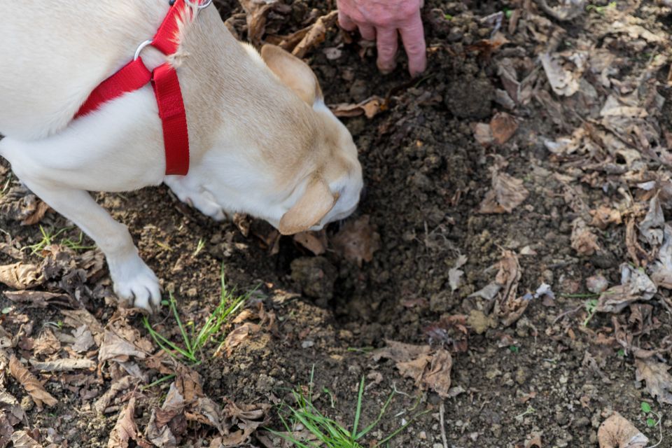 Alba: Truffle Hunting with Cheese, Truffle, & Wine Tastings - Meet the Trifolao and the trained dogs: how the hunt is guided