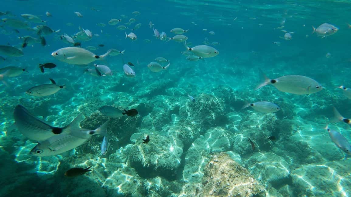 Alghero: Boat Tour with Snorkeling in Porto Conte - Stop 1: Cala Dragunara Swimming Pools and your first real swim