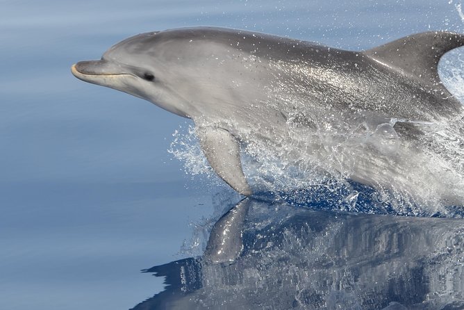 Alghero - Dolphin Watching and Guided Snorkeling (summer tour) - Key highlights worth getting excited about