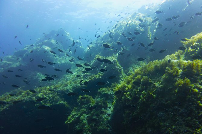 Alghero - Dolphin Watching and Guided Snorkeling (summer tour) - Why this dolphin-and-snorkel trip works near Alghero