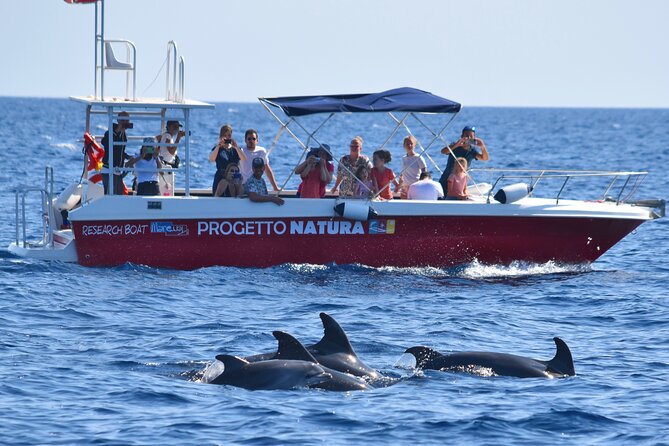 Alghero - Dolphin Watching and Guided Snorkeling (summer tour) - Price and value: what $78.64 includes (and what it doesn’t)