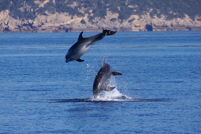 Alghero - Dolphin Watching and Guided Snorkeling (summer tour) - Best for families, first-time snorkelers, and conservation-minded travelers