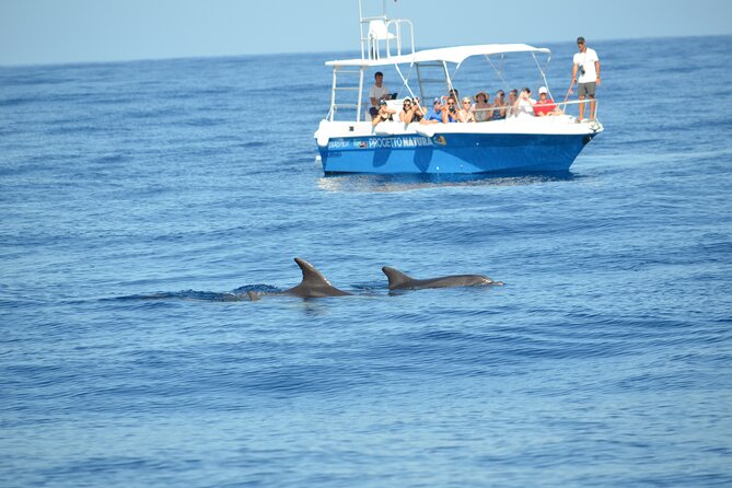 Alghero - Dolphin Watching and Guided Snorkeling (summer tour) - The Capo Caccia–Isola Piana marine protected area stop