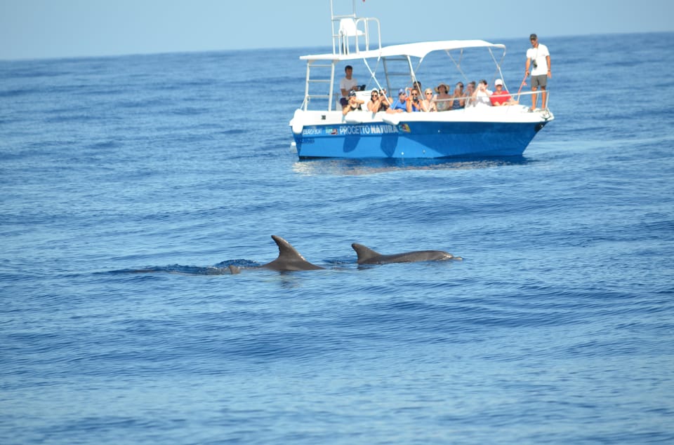 Alghero: Dolphin Watching Tour with Marine Researcher - Dolphin Watching With MareTerra ERC: What Makes It Different