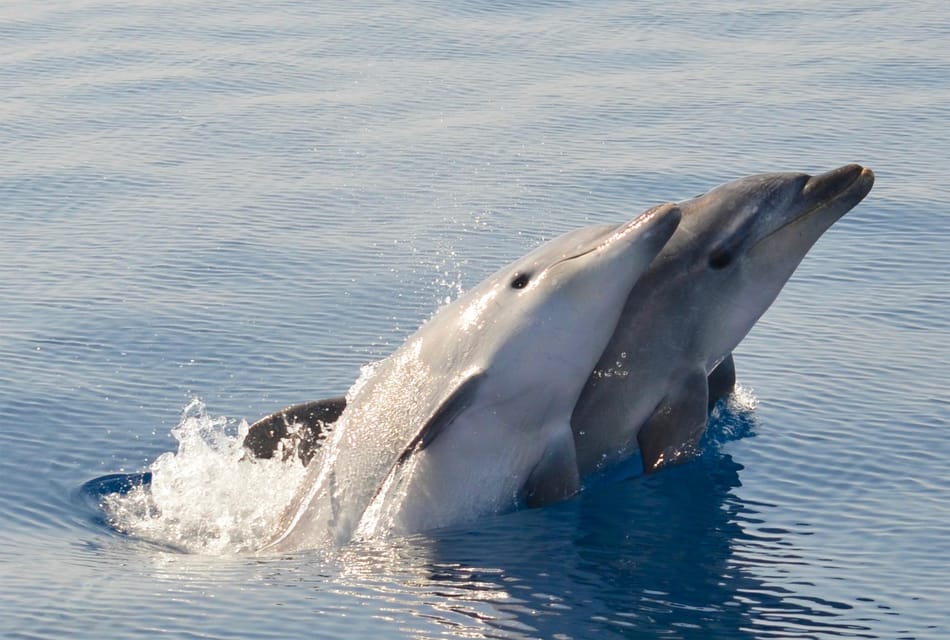 Alghero: Dolphin Watching Tour with Marine Researcher - Where You Meet Along the Lungomare and What Boarding Feels Like