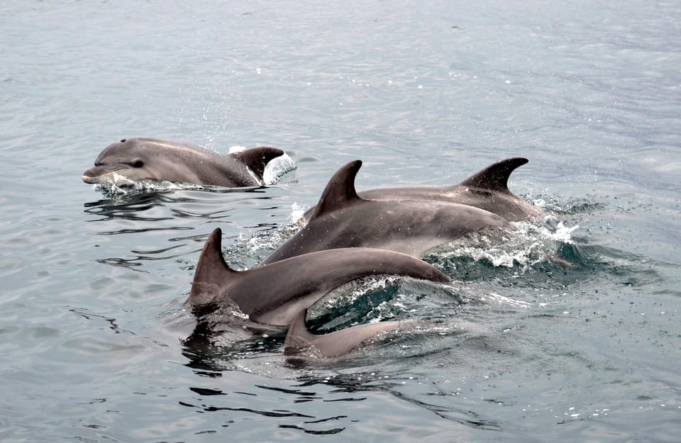 Alghero: Dolphin Watching Tour with Marine Researcher - Responsible Watching (HQWW®) and the Science You’ll Actually See
