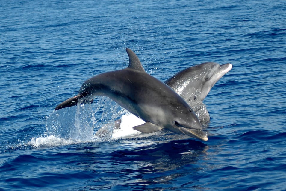 Alghero: Dolphin Watching Tour with Marine Researcher - The 3-Hour Dolphin Search (April, May, October): How the Hunt Works