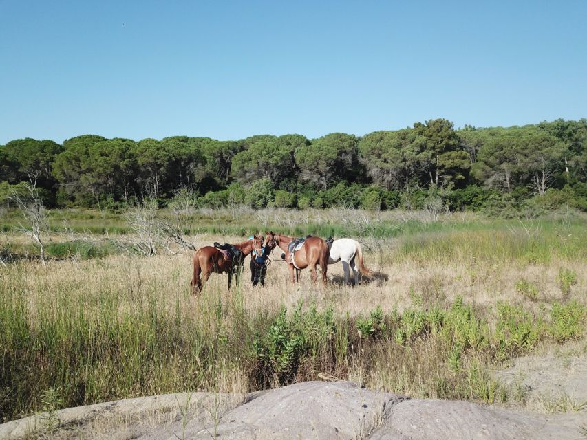 Alghero: Guided Horseback Ride at Lake Baratz & Porto Ferro - Pine paths and shifting terrain toward Porto Ferro
