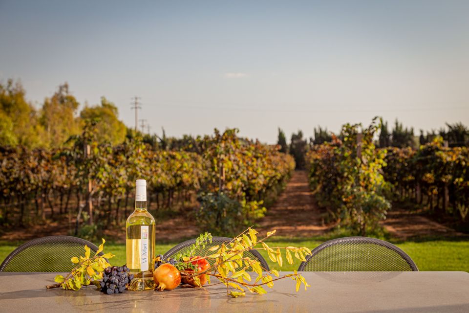 Alghero: Wine and Olive Oil Tasting at a Local Farm - Getting There From Alghero: The One Logistics Piece You Should Plan