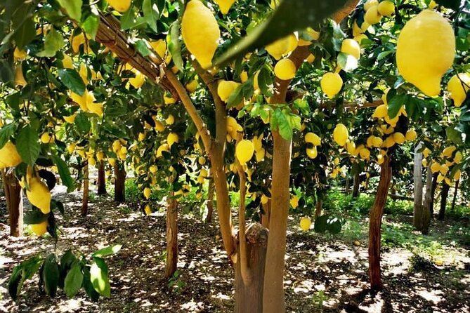 Amalfi Coast - Maiori: Path of Lemons Tour with Tasting - Key Points You’ll Care About