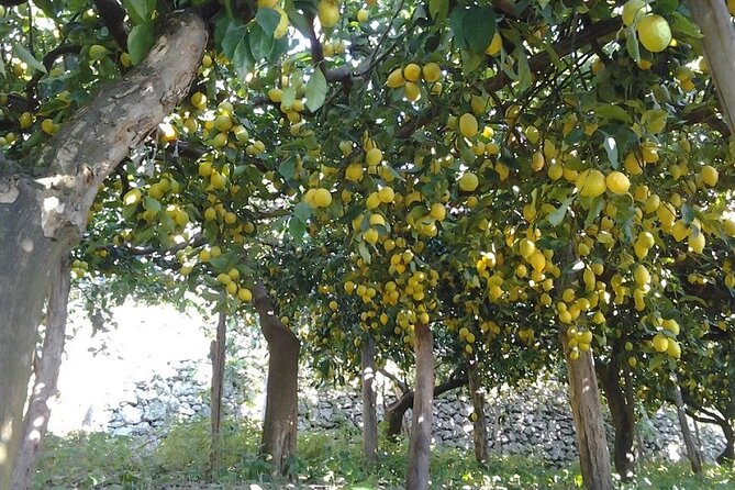 Amalfi Coast - Maiori: Path of Lemons Tour with Tasting - What to Wear, Bring, and Plan for Hot Weather