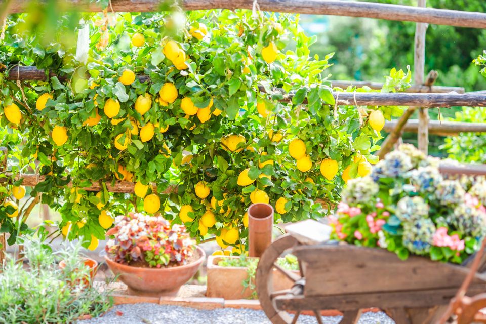Amalfi: Cooking Class and Farmhouse Visit With Meal - Who should book this, and who should skip it