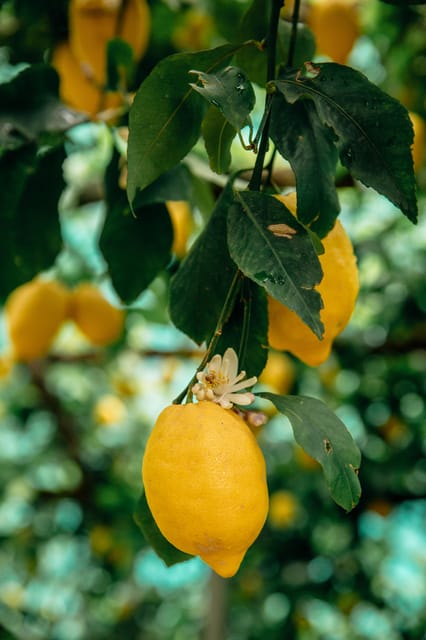 Amalfi: Vertical Lemon Farm Tour, Tastings, and Rural Museum - Arriving at Via delle Cartiere and getting oriented fast