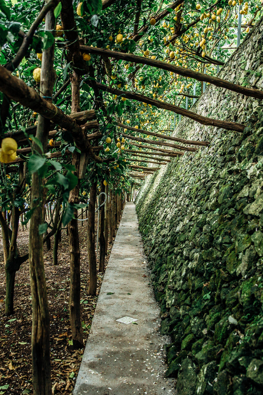 Amalfi: Vertical Lemon Farm Tour, Tastings, and Rural Museum - The limoncello laboratory: from fruit to flavor
