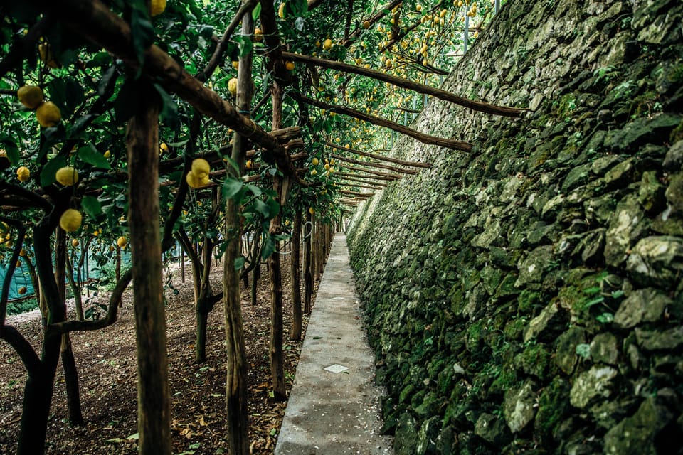 Amalfi: Vertical Lemon Farm Tour, Tastings, and Rural Museum - Can you buy things and ship them home?