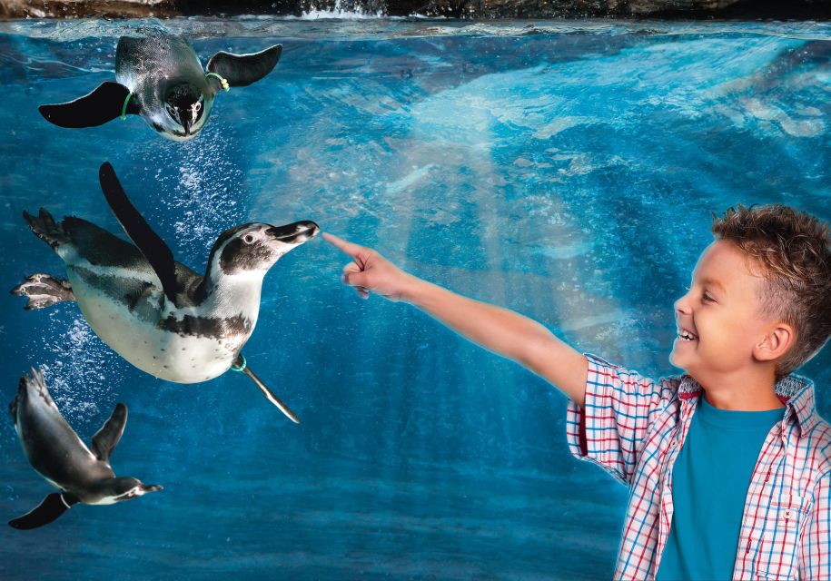 Aquarium of Cattolica Entry Ticket - Deep Sea highlights: bull sharks, rays, turtles, and jellyfish