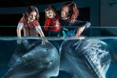Aquarium of Cattolica Entry Ticket - Four colored indoor routes: Blue, Yellow, Green, Purple