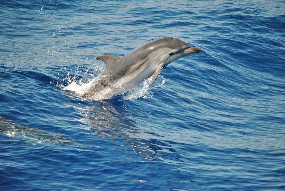 Aquarium of Genoa Ticket and Whale Watching Cruise - Inside Acquario di Genova: 70 exhibits and 600 species you can name