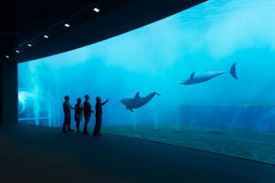 Aquarium of Genoa Ticket and Whale Watching Cruise - Price and value: what $85 buys you (and what it doesn’t)