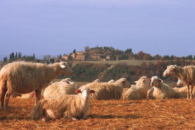Authentic Pasta Class in Florence - Price and Value: Why $69.93 can make sense for Florence