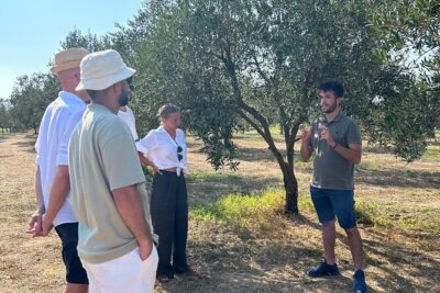 Balestrate Olive Grove Tour: Wine and Olive Oil Tasting - What you learn before tasting: how EVOO gets made (and why it matters)