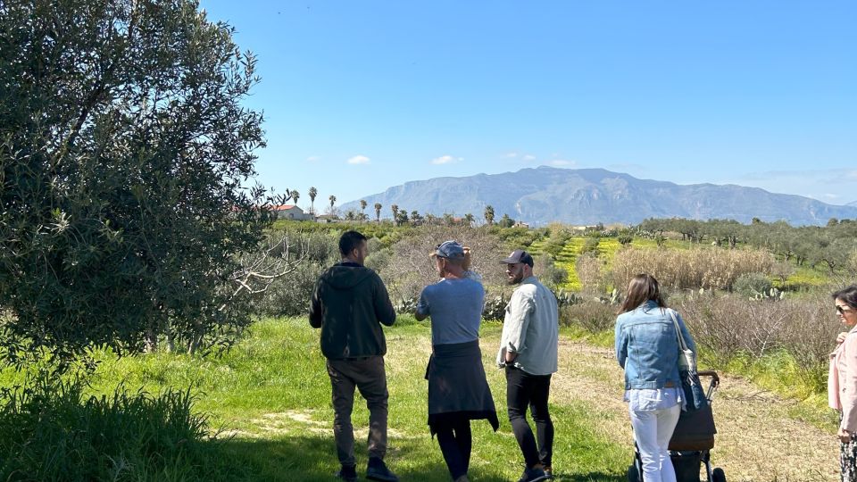 Balestrate: Olive Grove Tour with Wines & Olive Oil Tasting - Key moments you shouldn’t miss