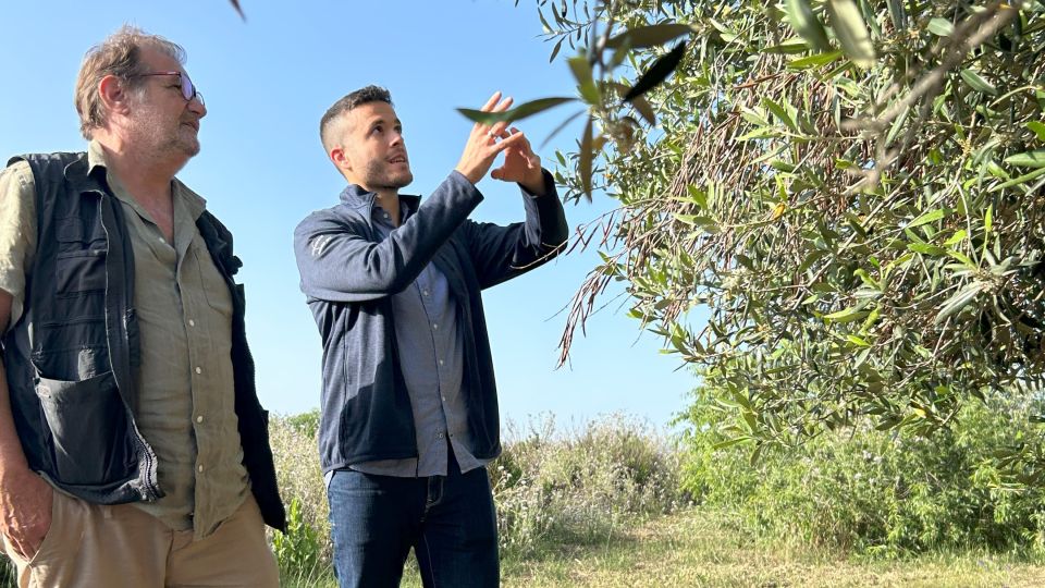 Balestrate: Olive Grove Tour with Wines & Olive Oil Tasting - The Balestrate olive grove starts with a real producer