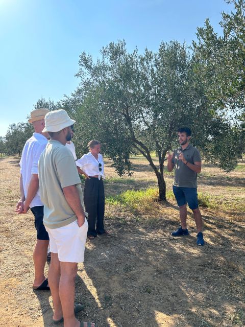Balestrate: Olive Grove Tour with Wines & Olive Oil Tasting - Price and value: is $59 fair for 2 hours?