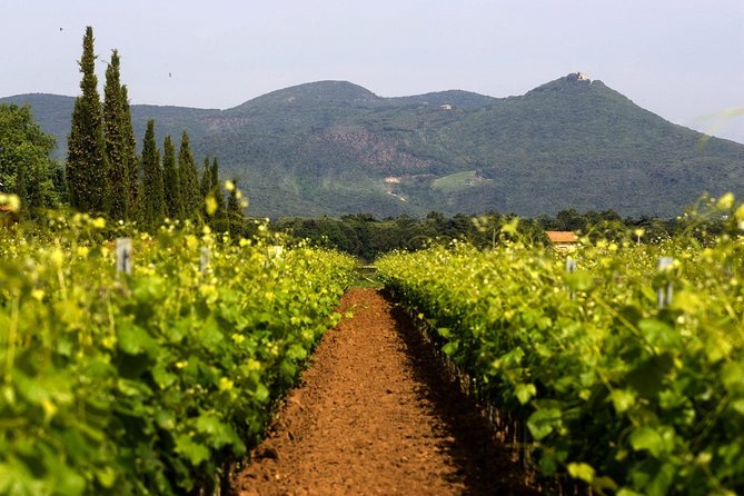 Bolgheri: Classic Wine Tasting with Winery Tour - Bolgheri Basics: what you’re really tasting with Terre del Marchesato