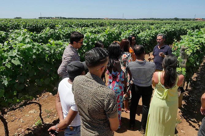 Bolgheri: Classic Wine Tasting with Winery Tour - Bread, olive oil, and welcome drinks: what to expect at the table