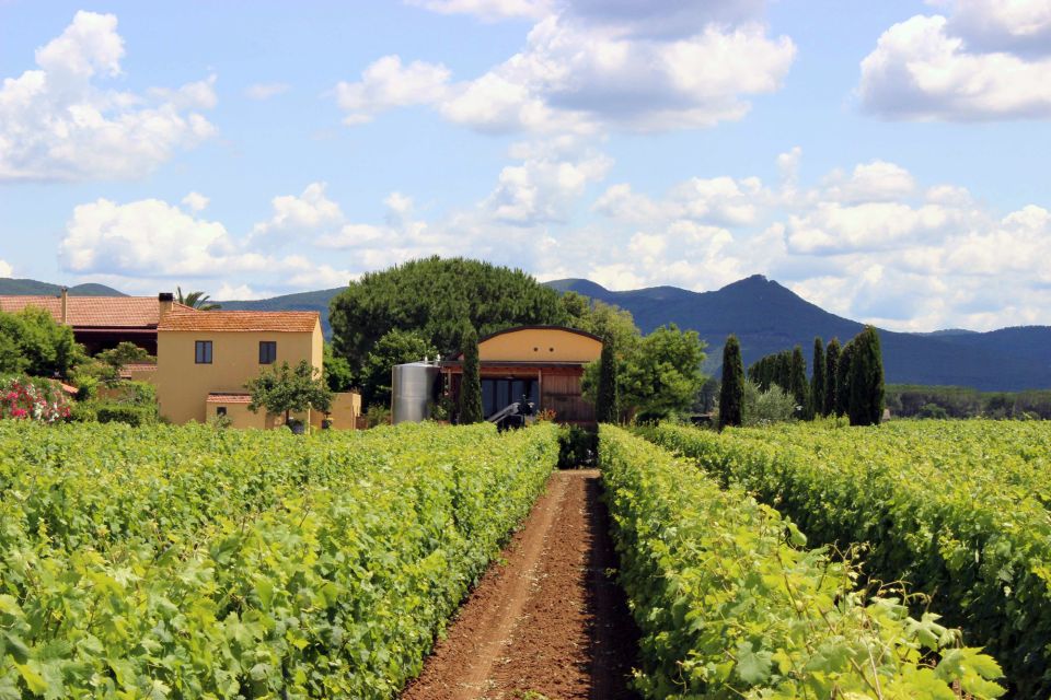 Bolgheri: Winery Tour with Wine Tasting - Should you book the Bolgheri Winery Tour with Wine Tasting?