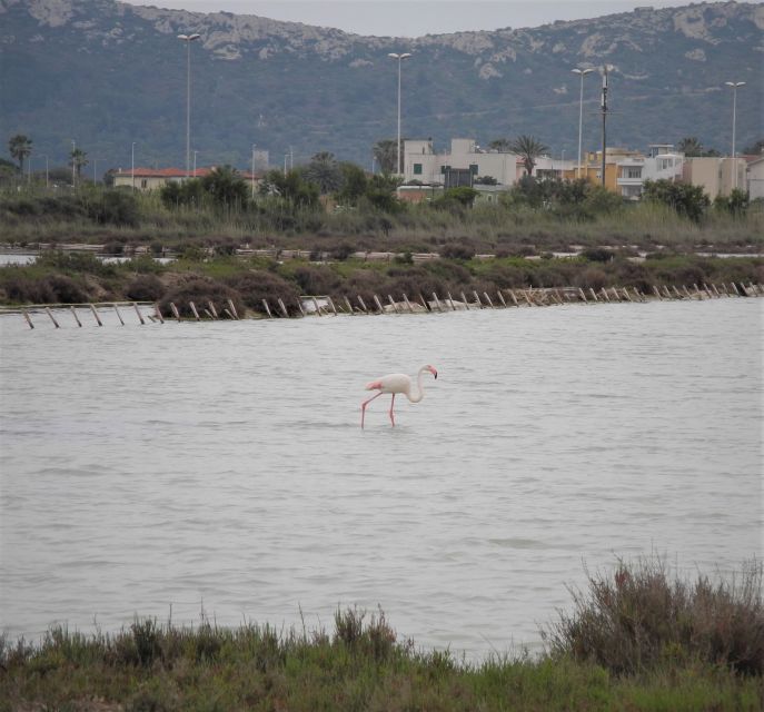 Cagliari: Bike Tour in the Flamingo Oasis - Price and Value: Is $53 Fair for This Flamingo Shortcut?