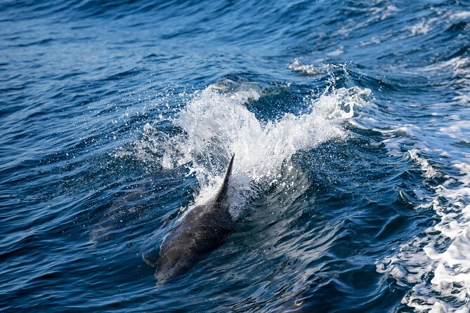 Cagliari Boat Tour with Sardatrips; Swim, Snorkeling, Sip & Snack - More cave time: the SardaTrips dinghy stop (only if conditions allow)