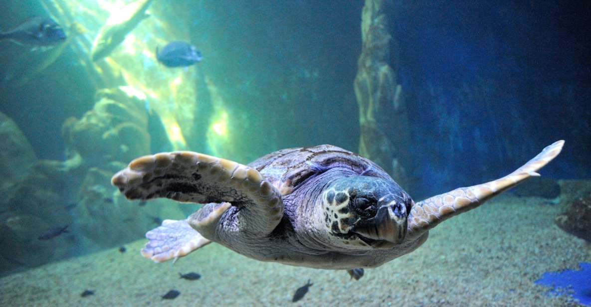 Cala Gonone: Cala Gonone Aquarium Entry Ticket - Key things to know before you go