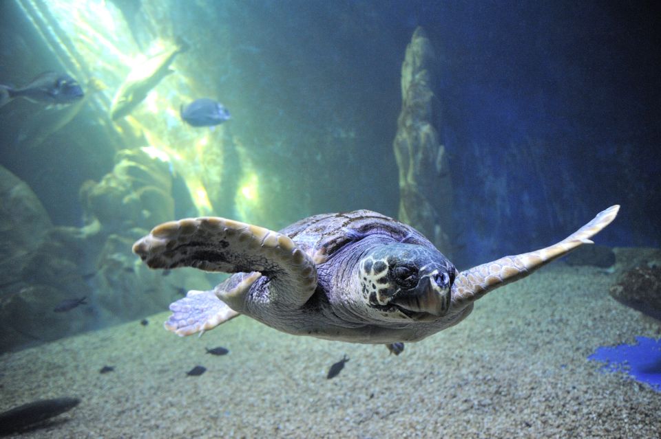 Cala Gonone: Cala Gonone Aquarium Entry Ticket - A modern aquarium with a real Sardinian setting