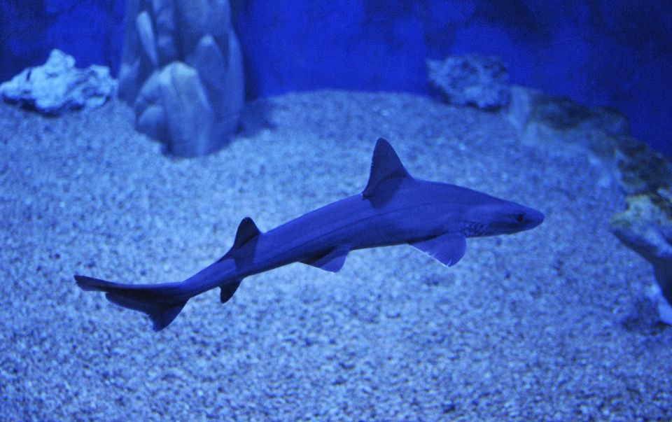 Cala Gonone: Cala Gonone Aquarium Entry Ticket - The aquarium’s “big change” at the end: corals and tropical tanks