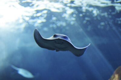 Cala Gonone: Cala Gonone Aquarium Entry Ticket - Entering the route: learning through 24 Mediterranean tanks