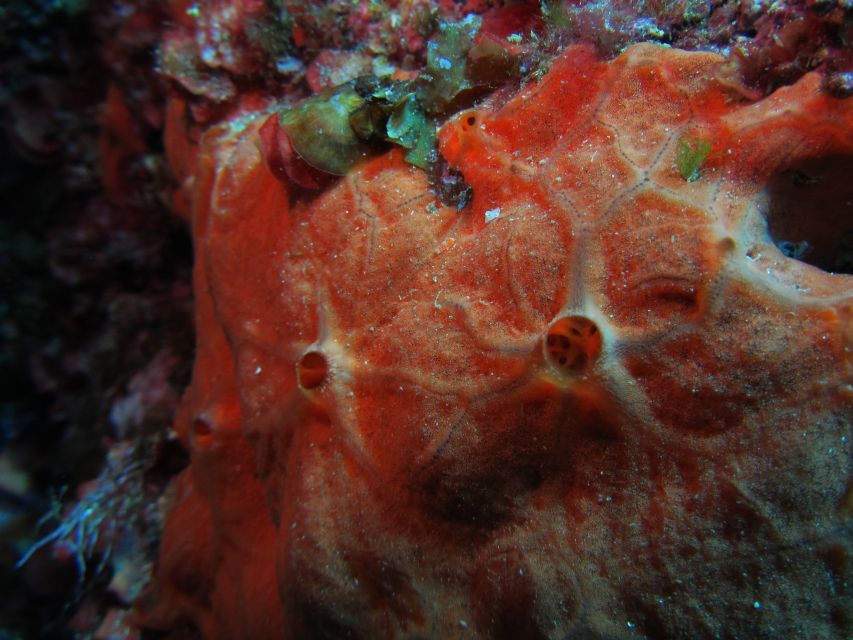 Catania: Gulf Scuba Diving Tour with Marine Biologist - Marine biologist guidance: learning that actually sticks