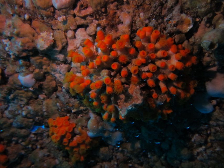Catania: Gulf Scuba Diving Tour with Marine Biologist - Safety and comfort: the coaching style that earns trust