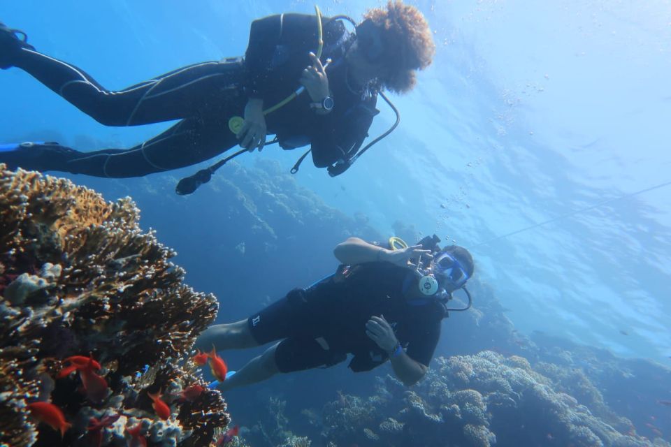 Catania: Gulf Scuba Diving Tour with Marine Biologist - Price and value at about $82 per person