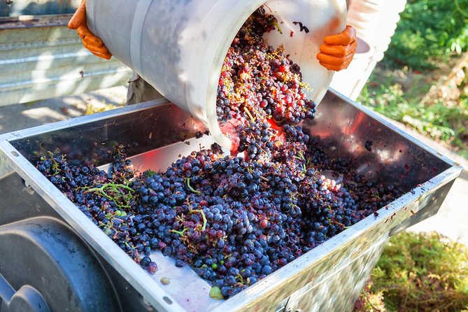 Chianti Half-day Wine Tour in the Tuscan's Hills from Pisa - From Pisa to Chianti Hills: the part that makes this tour easy