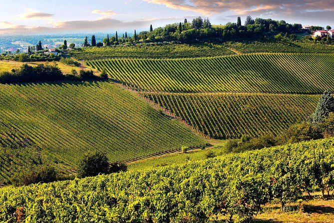 Chianti Half-day Wine Tour in the Tuscan's Hills from Pisa - Who should book this Pisa-to-Chianti half-day tour